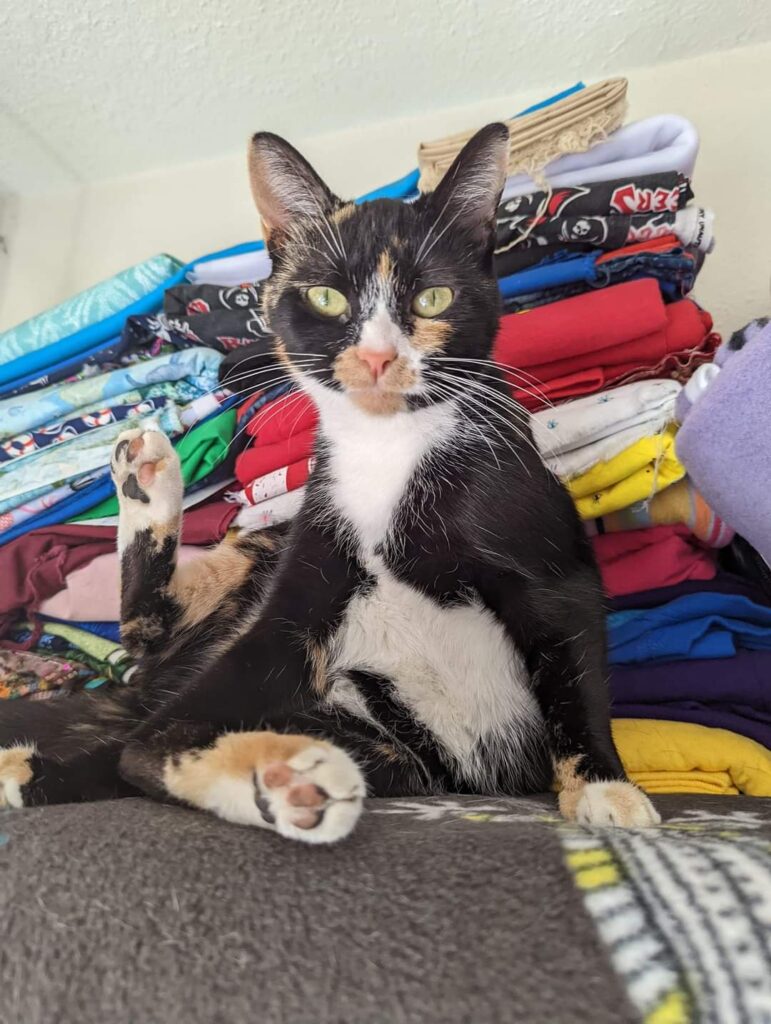 Cat Yoga Pose at Gulfport Gets Rescued