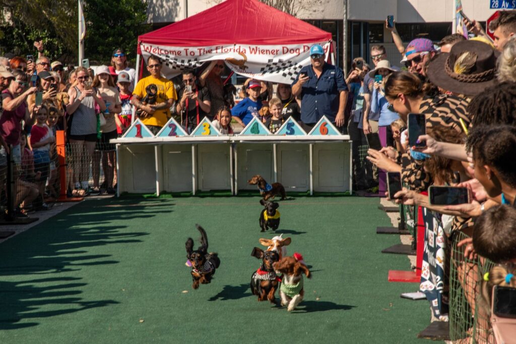 Weiner Derby at Gulfport Gets Rescued Courtesy of Larry Busby